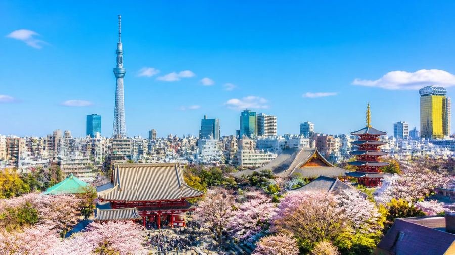 Tokyo skyline with Tokyo Skytree and cherry blossoms in bloom